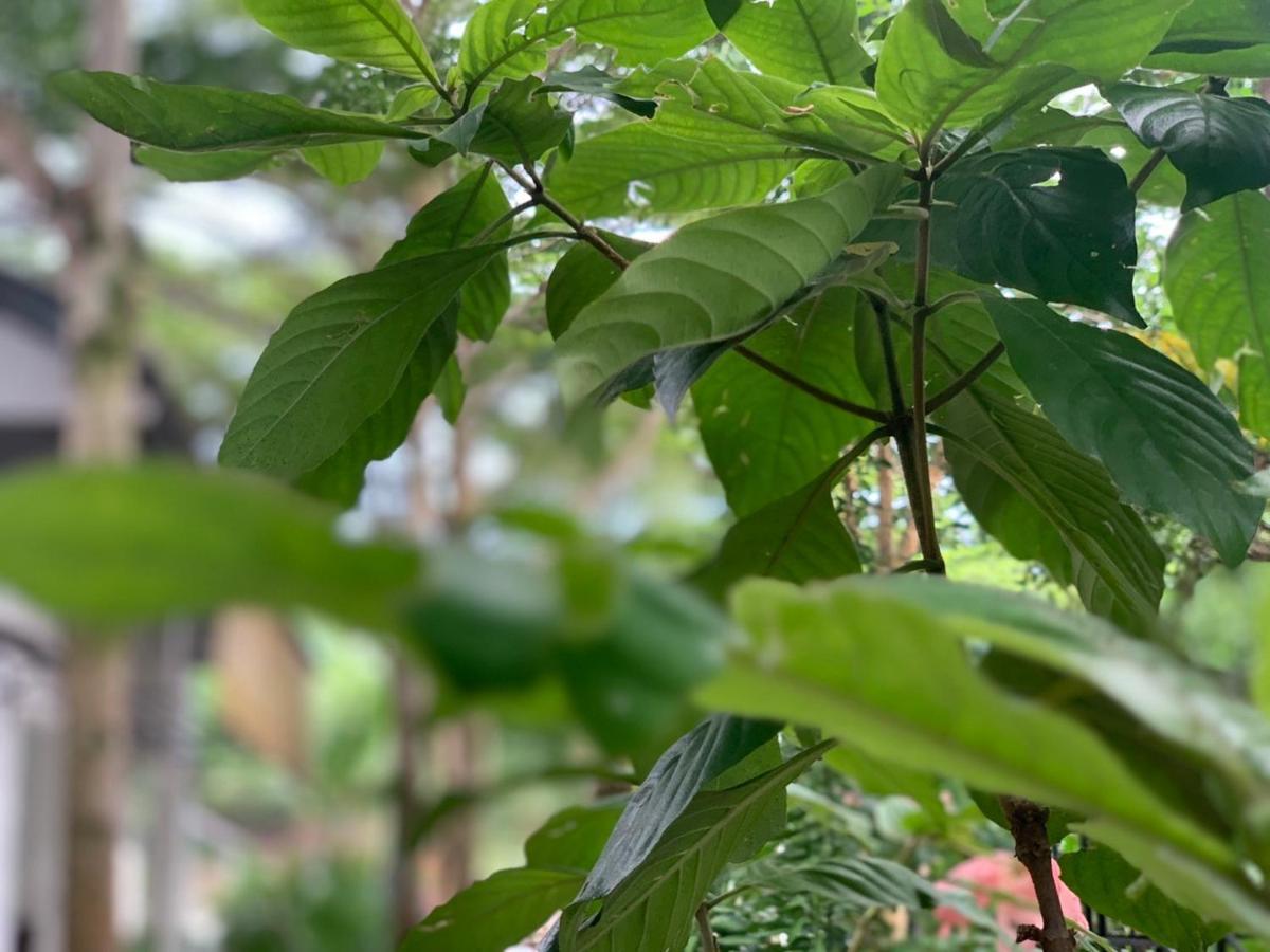 Greenspace Resort Phuquoc フーコック エクステリア 写真